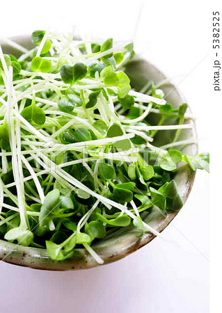 貝割れ大根 5382525