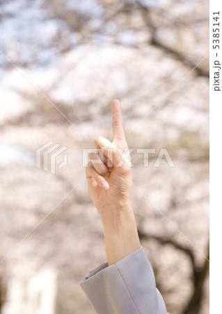 桜を指差すOLの手元　 5385141