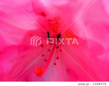 ツツジの蜜を吸う蟻の写真素材