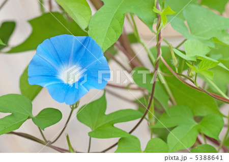 空色朝顔 5388641