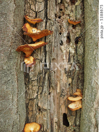 カツラの木に生えたキノコの写真素材