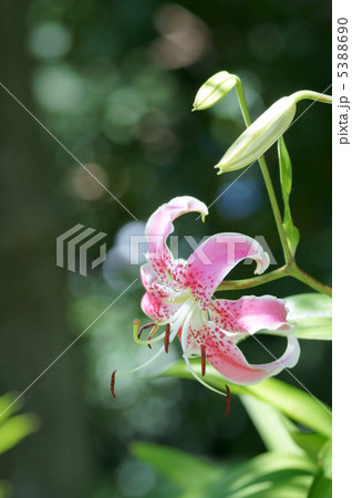 鹿の子百合　別名　七夕百合 5388690