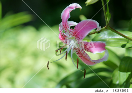 鹿の子百合 別名 七夕百合 鹿の子百合 別名 七夕百合 5388691