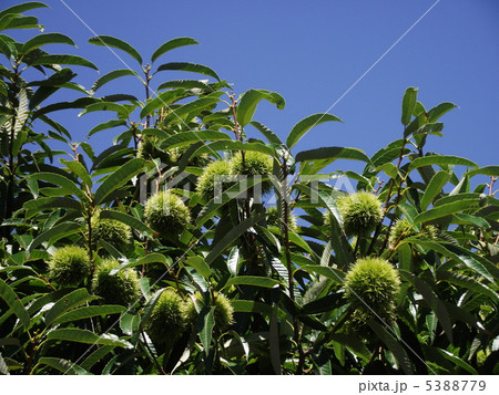 あと一カ月で栗の収穫です 5388779