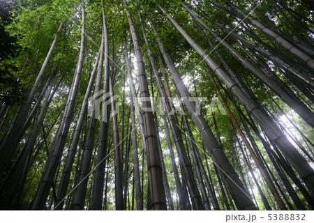竹林 5388832