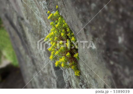 万年草_和歌山城内 5389039