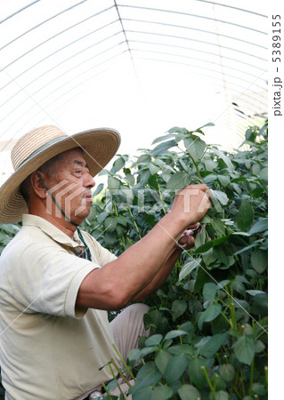 モロヘイヤを収穫する男性 5389155