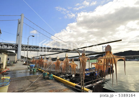 天日干しの蛸と瀬戸大橋 5389164