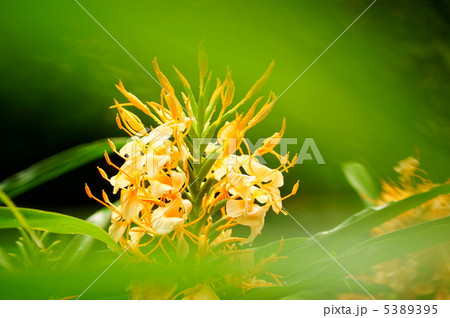 ジンジャーリリー　花言葉：豊かな心　Ginger Lily 5389395