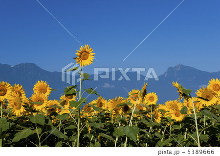 ひまわり畑と南アルプス ひまわり畑と南アルプス 5389666