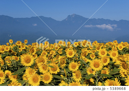 ひまわり畑と南アルプス 5389668