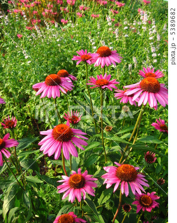 エキセアナ 5389682