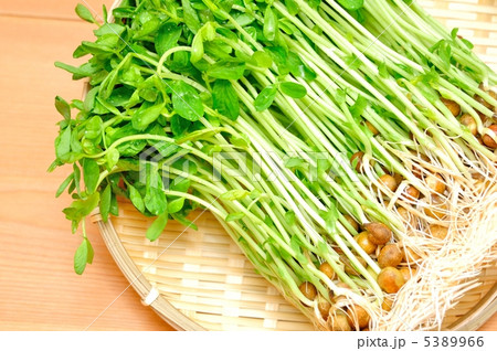 豆苗 5389966