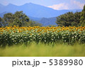 ひまわり畑 5389980