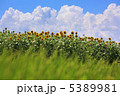 ひまわり畑 5389981