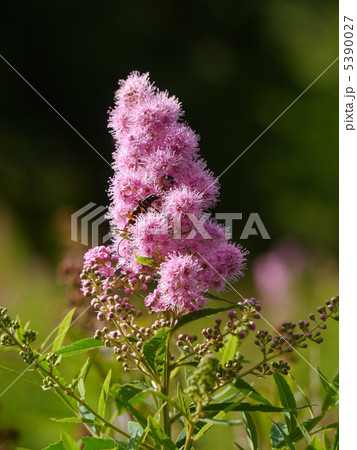 ホザキシモツケ 5390027