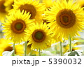 ひまわり畑 5390032