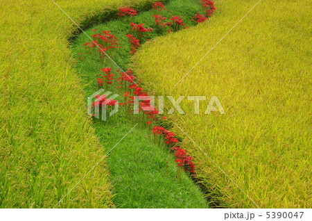 彼岸花と田園 5390047