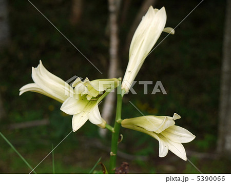 オオウバユリ オオウバユリ 5390066