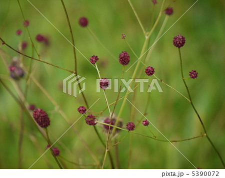 ワレモコウ 5390072