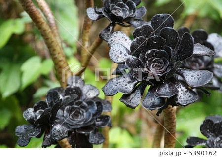 庭に生える黒いアエオニウム　観葉植物 5390162