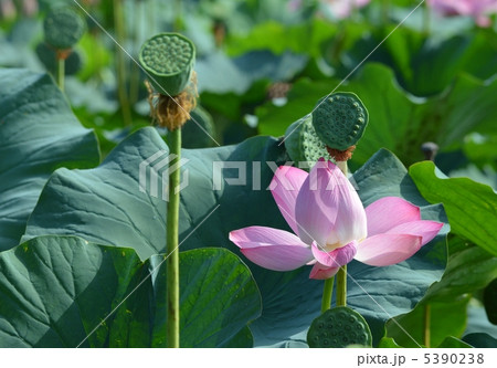 伊豆沼の蓮 5390238