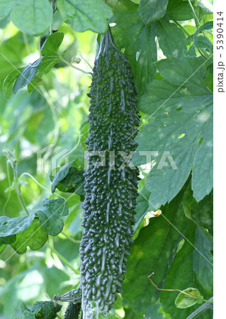 ゴーヤ ゴーヤ 5390414