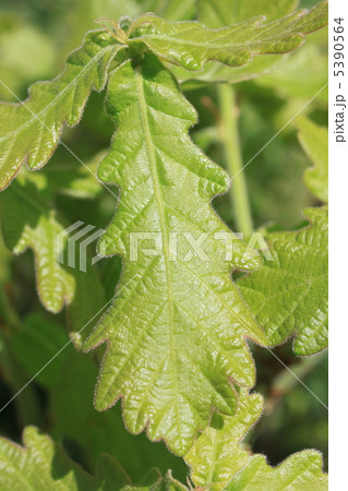 カシワの若葉 5390564