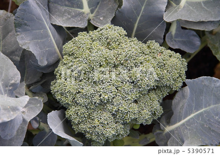 ブロッコリー 5390571