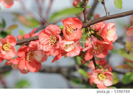 木瓜の花 5390789