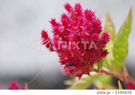 羽毛鶏頭とアブ 5390838