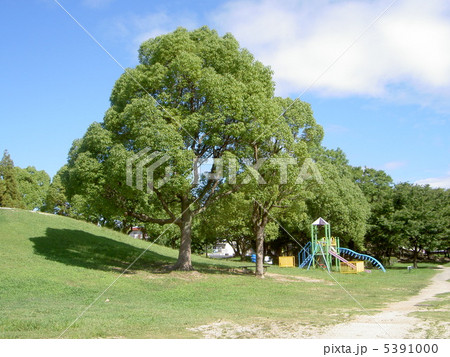 夏の金岡公園 5391000