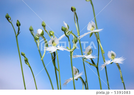 サギソウ 5391083