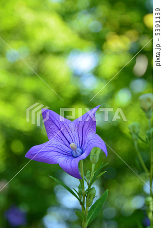 キキョウ キキョウ 5391139