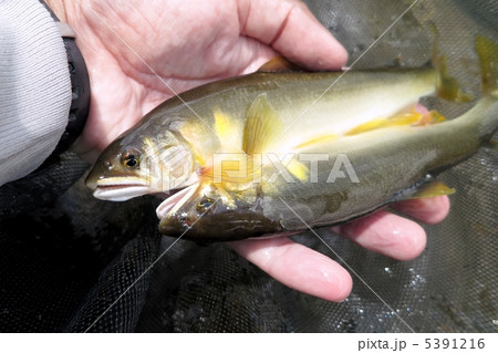 釣りたての天然鮎 5391216