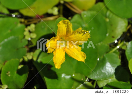 アサザの花 アサザの花 5391220
