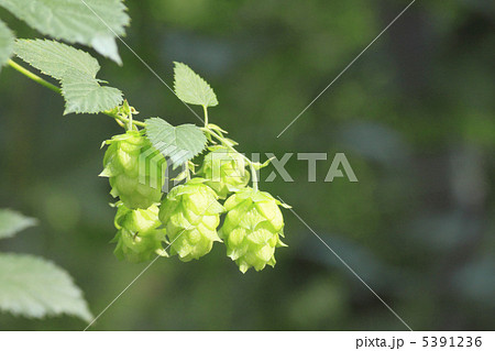 ホップ ホップ 5391236