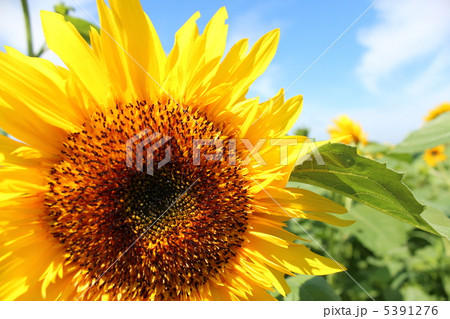 向日葵 5391276