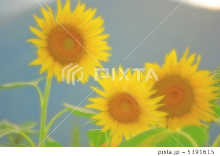 ひまわり畑 夏の思い出 ひまわり畑 夏の思い出 5391615