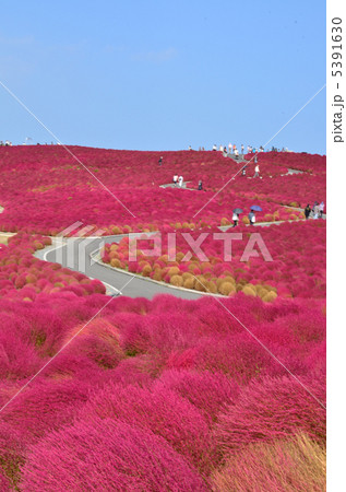 コキア(見晴らしの岡) コキア(見晴らしの岡) 5391630