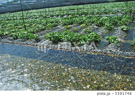 安曇野わさび農場 安曇野わさび農場 5391748