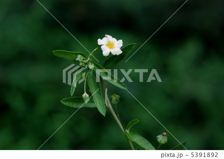 キンゴジカ 5391892