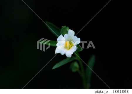 キンゴジカ 5391898