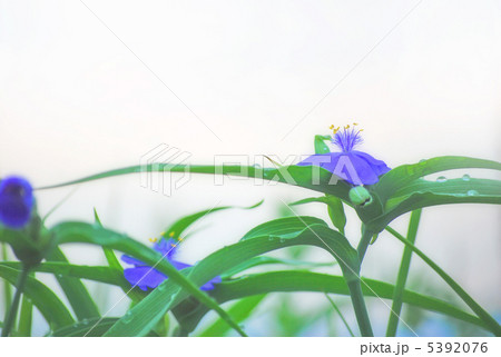 紫露草 5392076