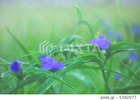 放射能漏れを感知する花　紫露草 5392077