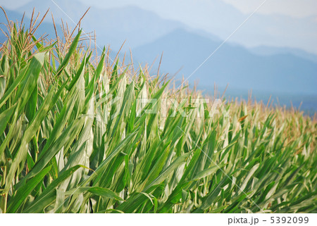 とうもろこし畑 とうもろこし畑 5392099