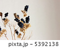 ドライフラワー 5392138