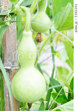 ひょうたん 5392201