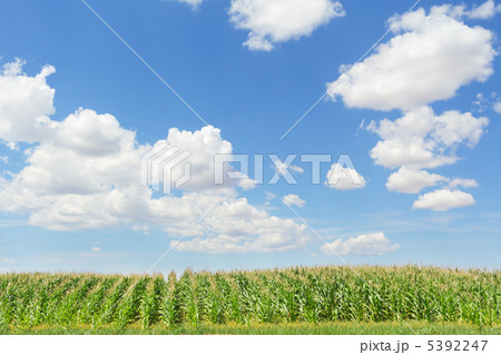 とうもろこし畑 5392247
