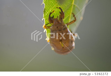 空蝉 空蝉 5392272